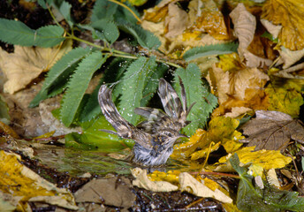 alpine treecreeper, rampichino alpestre (Certhia familiaris)