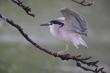 Black-crowned night heron (Nycticorax nycticorax) in Japan