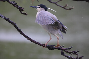 Black-crowned night heron (Nycticorax nycticorax) in Japan