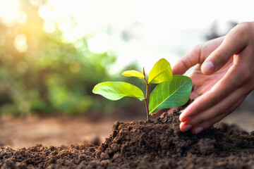 hand planting a small tree in the garden with sunset, green earth concept