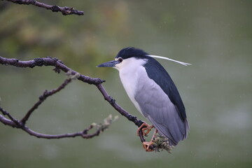 Black-crowned night heron (Nycticorax nycticorax) in Japan