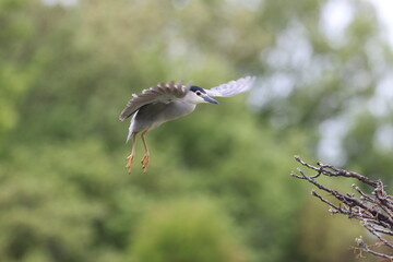 Black-crowned night heron (Nycticorax nycticorax) in Japan