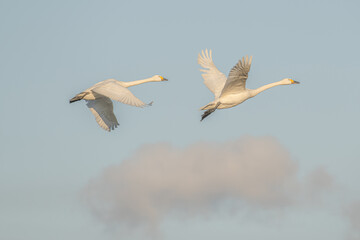 滋賀 - 【湖北野鳥センター　コハクチョウ】