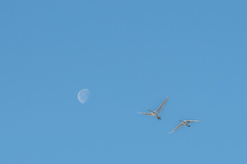 滋賀 - 【湖北野鳥センター　コハクチョウ】