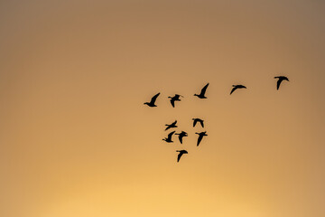 滋賀 - 【湖北野鳥センター　コハクチョウ】