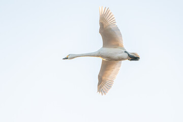 滋賀 - 【湖北野鳥センター　コハクチョウ】