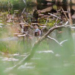 a green heron overlooking water for food