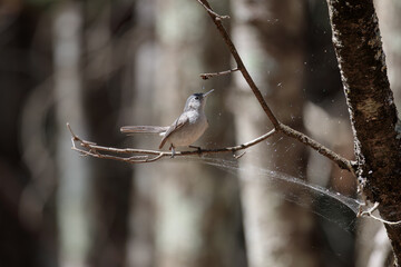a blue-gray gnatcatcher perched on a tree branch