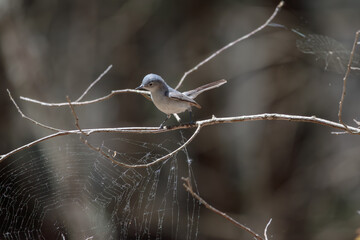 a blue-gray gnatcatcher perched on a tree branch