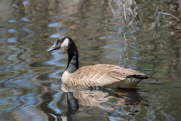 a Canada goose swimming in water