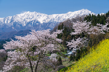 Fototapeta premium 桜と菜の花