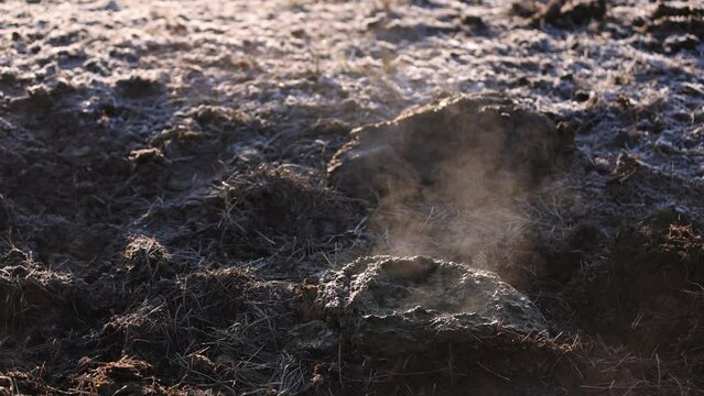 Fresh steaming pile of cow poo on a cold day.