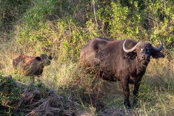 Cape buffalo cow with calf - potential danger situation