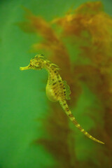 A pregnant yellow seahorse and a pink seahorse with red aquatic plant in water.