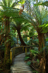 Wooden path in a rain forest in Australia
