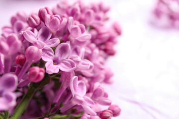 Blooming lilac flowers on light background