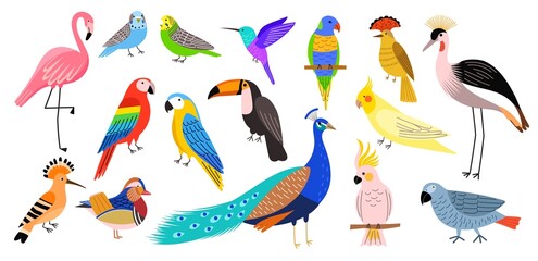 Decorative tropical birds. Exotic bright parakeets, colorful feathered creatures, pink flamingo, peacock, hummingbird and toucan, vector set