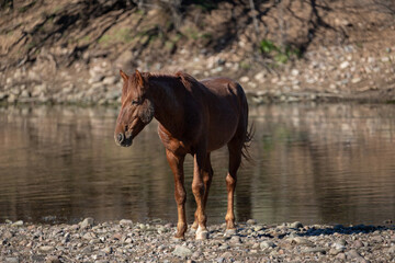 Red Bay wild horse stallion walking next to Salt River in Arizona United States