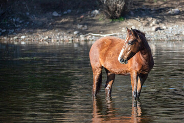 One wild horse bay stallion standing in water in Salt River Canyon Arizona United States