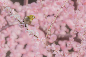 京都 - 【城南宮　しだれ梅とウメジロー】