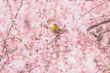 京都 - 【城南宮　しだれ梅とウメジロー】