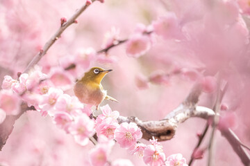 京都 - 【城南宮　しだれ梅とウメジロー】