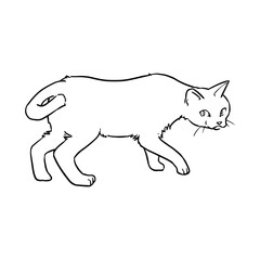 猫の線画　透過