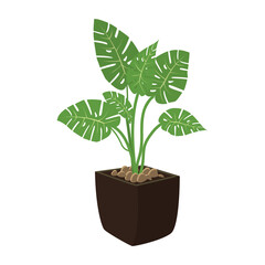 monstera plant in a pot
