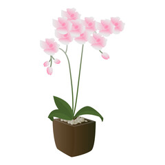 pink phalaenopsis orchid in a pot