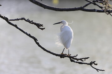 Little egret (Egretta garzetta) in Japan
