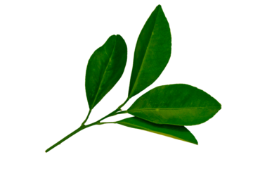 A sprig of orange leaves, green lime leaf isolated on white background