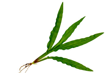 Whole grass from leaves to roots with a little soil