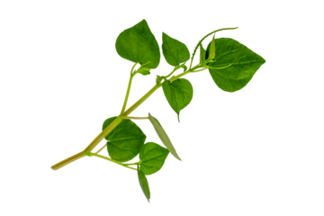 Stem and Leaves Medicinal plant Peperomia pellucida