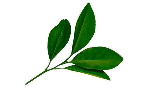 Fototapeta A sprig of orange leaves, green lime leaf isolated on white background