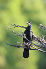 Great Cormorant (Phalacrocorax carbo hanedae) in Japan
