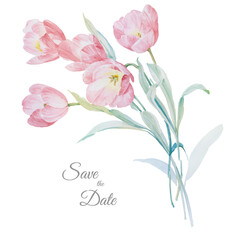 
beautiful watercolor pink tulip illustration