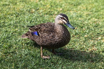 Naklejka na ściany i meble Close up of wild duck on green grass