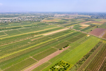 Fototapeta na wymiar Drone view of farmland on Ararat Plain on sunny summer day. Armavir Province, Armenia.