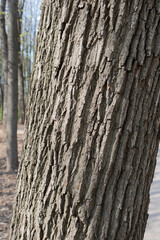 Bark of a tree. Background and texture.