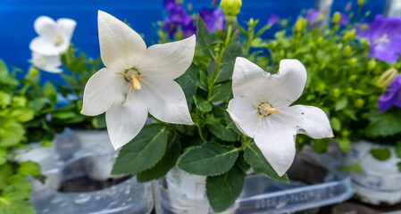 photo of beautiful flowers
