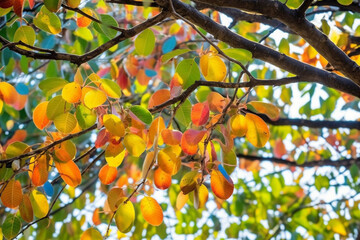 colorful autumn tree with branches Generative AI