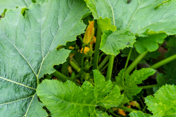 photo of a bush zucchini in the garden