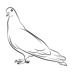 dove bird pose 