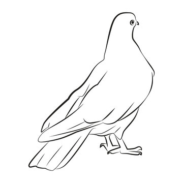 recommend clip art: dove bird pose 