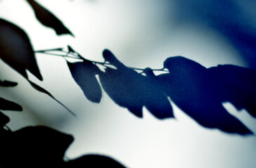 leaf shadow