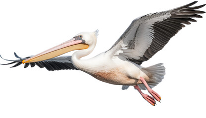 pelican birds isolated on transparent background. 3D render. - obrazy, fototapety, plakaty
