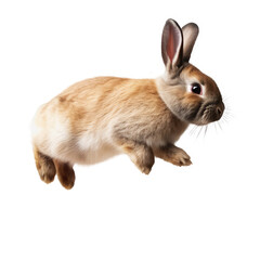 Obraz premium rabbit jumping isolated on white