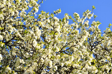 Spring. Blossoming apple tree against the blue sky