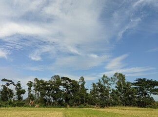 trees field and blue sky