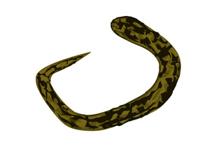 vector illustration of Strongyloides stercoralis (thread worm) and Paragonimus westermani (lung worm) in feces.